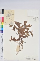 登錄號:S044644藏品圖，第1張