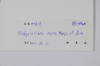 酸藤藏品圖，第2張