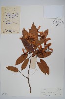 樟葉槭藏品圖，第1張