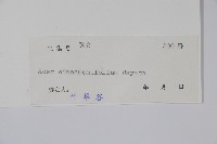 樟葉槭藏品圖，第2張