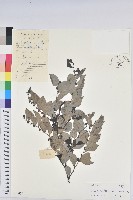 黑面神藏品圖，第1張