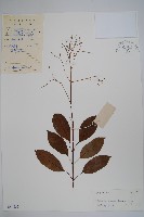 酸藤藏品圖，第1張