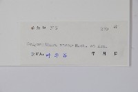 酸藤藏品圖，第2張