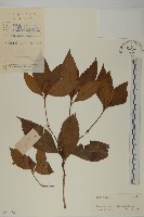 草珊瑚、紅果金粟蘭藏品圖，第1張