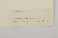 草珊瑚、紅果金粟蘭藏品圖，第3張