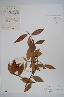 紫麻藏品圖，第1張