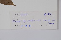 紫麻藏品圖，第2張