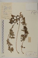 艾、五月艾藏品圖，第1張