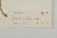 艾、五月艾藏品圖，第3張