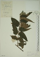 山黃麻藏品圖，第1張