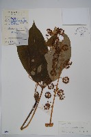 星毛鴨腳木藏品圖，第1張