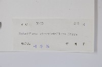 星毛鴨腳木藏品圖，第2張