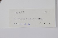 華蘿藦、奶漿藤藏品圖，第2張