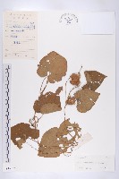 青牛膽藏品圖，第1張