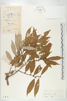 銀果胡頹子藏品圖，第1張