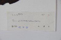 廣東冬青藏品圖，第2張