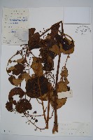 頭序蔥木藏品圖，第1張