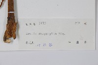 頭序蔥木藏品圖，第2張