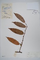 華南獼猴桃藏品圖，第1張