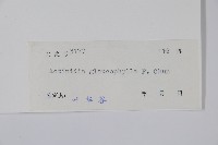 華南獼猴桃藏品圖，第2張