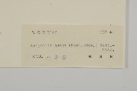 珠毛香青藏品圖，第3張