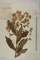 走馬胎藏品圖，第1張