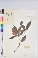 彎蒴杜鵑藏品圖，第1張