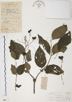 灰色木藍藏品圖，第1張