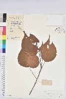 紅背山麻桿藏品圖，第1張