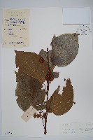 闊葉獼猴桃藏品圖，第1張