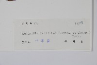 闊葉獼猴桃藏品圖，第2張