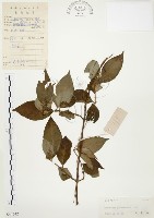 毛玉葉金花藏品圖，第1張