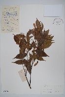 紅翅槭藏品圖，第1張