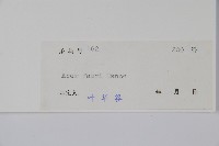 紅翅槭藏品圖，第2張