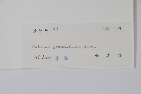 大花帘子藤藏品圖，第2張