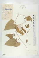 全緣括樓藏品圖，第1張