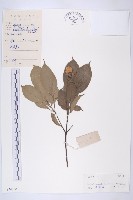 尖葉四照花藏品圖，第1張