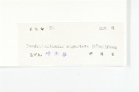 尖葉四照花藏品圖，第3張