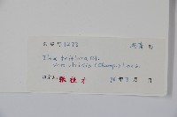 亮葉冬青藏品圖，第2張