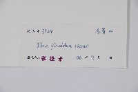 臺灣糊樗藏品圖，第2張