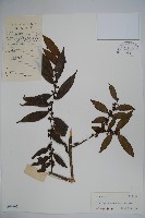 密毛假黃楊藏品圖，第1張