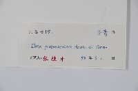 密毛假黃楊藏品圖，第2張