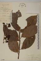 青江藤藏品圖，第1張