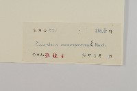 青江藤藏品圖，第3張