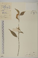 大丁黃藏品圖，第1張