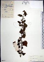 圓葉金午時花藏品圖，第1張
