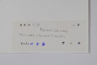 濠豬刺藏品圖，第2張