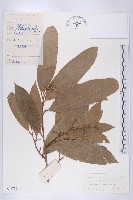 登錄號:S044776藏品圖，第1張