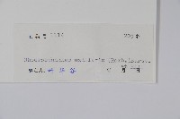 南酸棗藏品圖，第2張