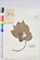 扛香藤藏品圖，第1張